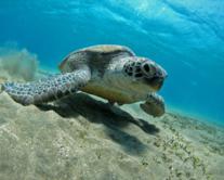 Wadi Gimal - Underwater